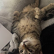 Lola joined the competition — help win amazing prizes! animal, blanket, cat, closeup, comfort, cozy, curious, cute, ears, feline, fur, indoor, paw, pet, relaxed, resting, soft, tabby, upside_down, whiskers
