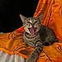 cat, tabby, pet, animal, feline, paw, blanket, orange, striped, cute, indoor, resting, stretching, bed, fur, whiskers, collar, playful, mouth_open, young_cat