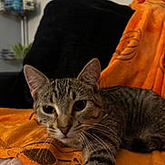 Lola joined the competition — help win amazing prizes! cat, tabby, orange_blanket, stretching, indoor, pet, whiskers, closeup, fur, black_background, plant, cozy, relaxed, animal, home, cute, feline, soft_texture, resting, curious