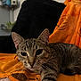 cat, tabby, orange_blanket, stretching, indoor, pet, whiskers, closeup, fur, black_background, plant, cozy, relaxed, animal, home, cute, feline, soft_texture, resting, curious