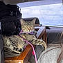 cat, tabby, purple_harness, wooden_chair, car_interior, window, backseat, leash, feline, pet, animal, relaxed, looking_at_camera, indoor, seat, person_partial, grey_clothing, bags, casual, daylight