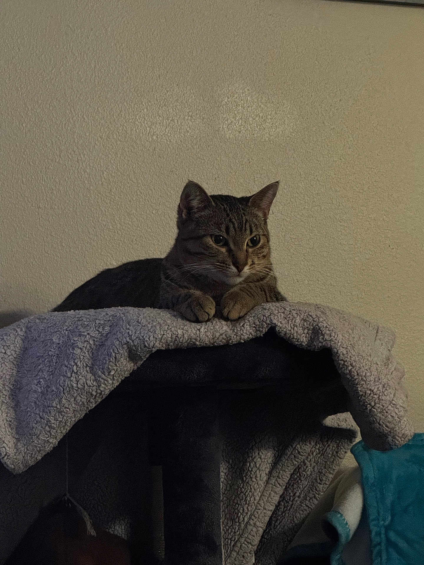 Lola