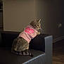 cat, tabby_cat, sweater, pink_sweater, heart, indoor, living_room, couch, black_leather_couch, furniture, pet, animal, cute, cozy, wooden_floor, plant, potted_plant, home_decor, looking, side_view