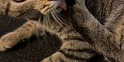 Lola is registered to the contest to win money with this photo: cat, tabby, licking, paw, fur, whiskers, closeup, indoor, pet, animal, striped, curious, floor, black, white, pattern, cozy, cute, playful, relaxed