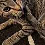 cat, tabby, licking, paw, fur, whiskers, closeup, indoor, pet, animal, striped, curious, floor, black, white, pattern, cozy, cute, playful, relaxed