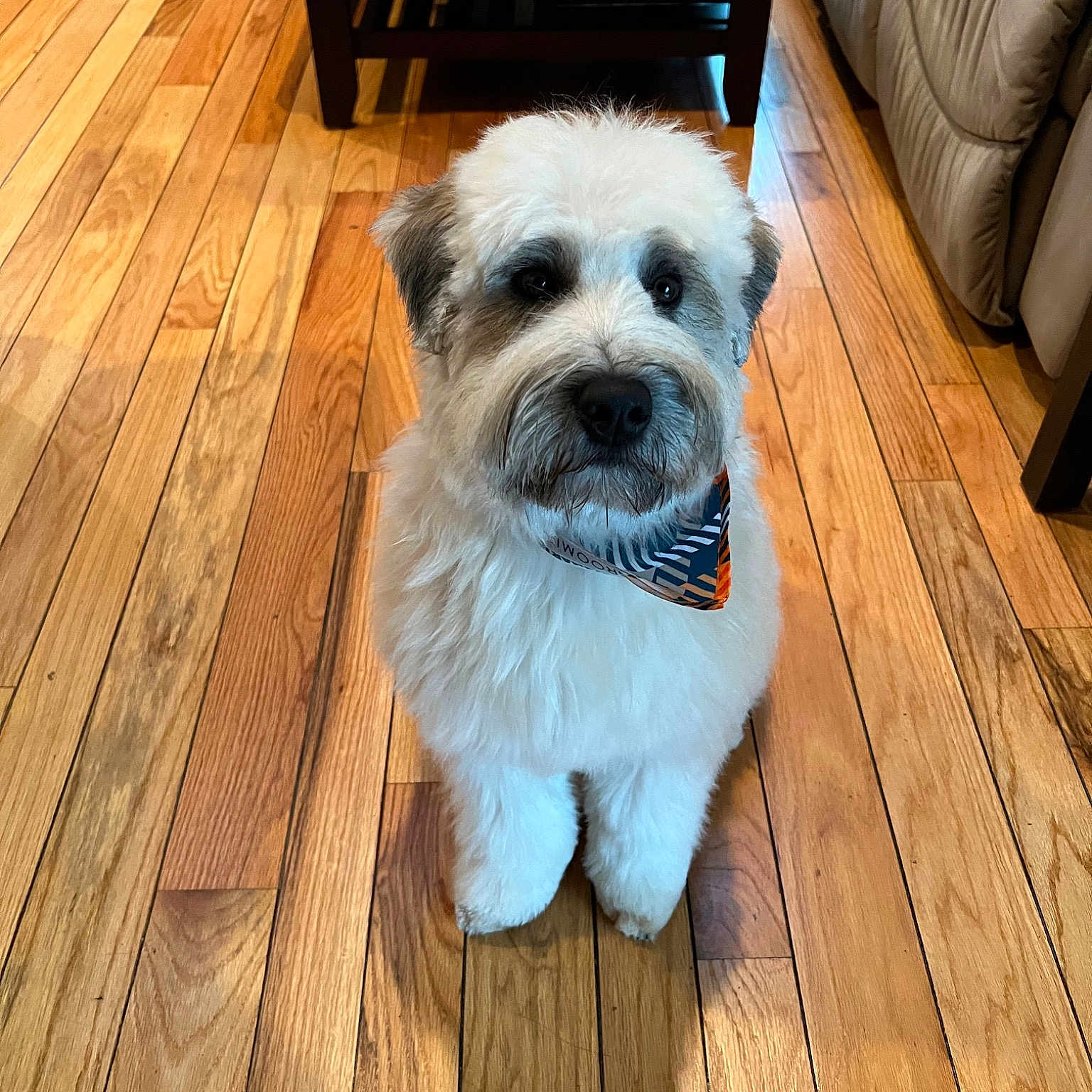 Finn