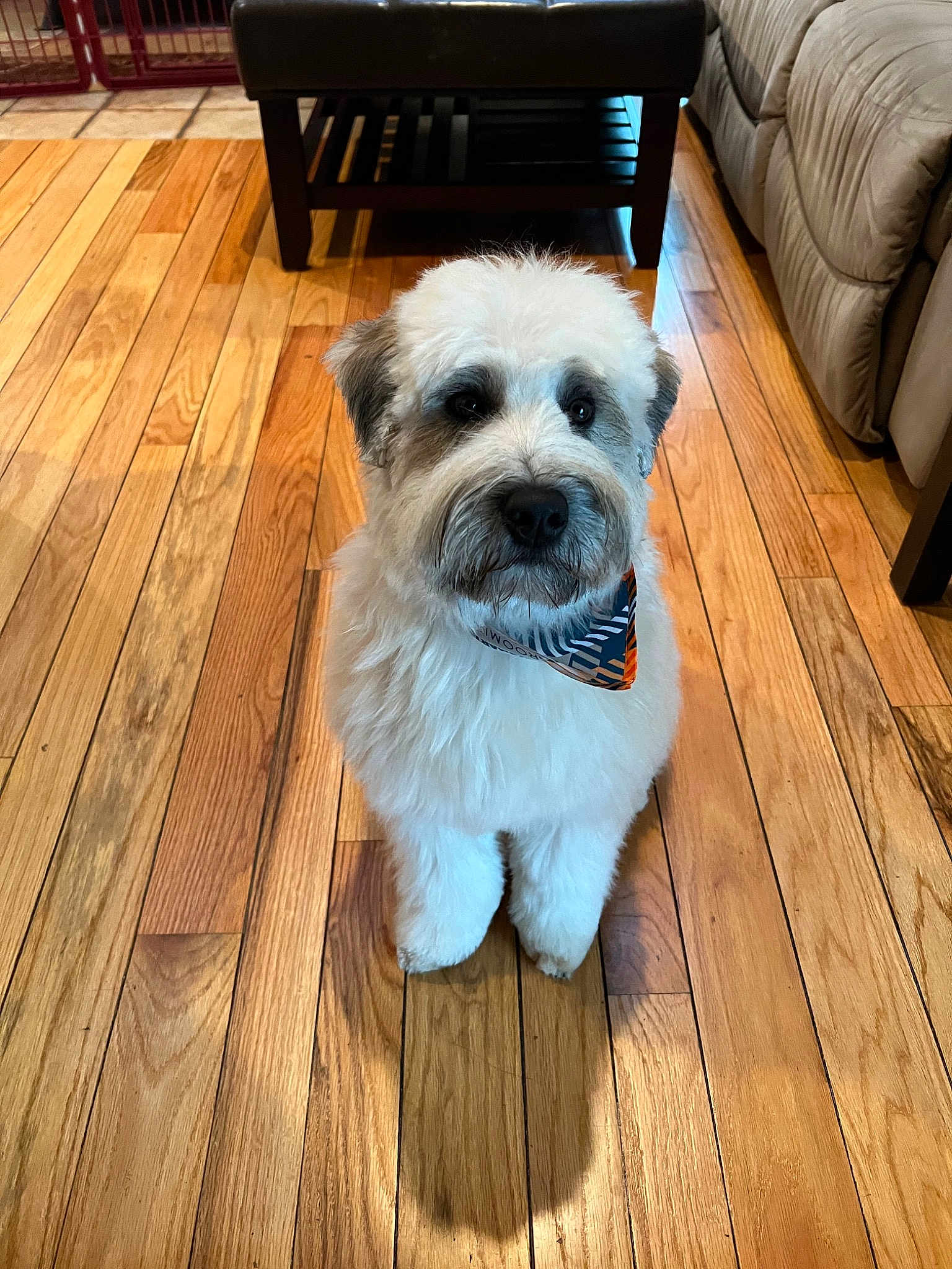 Finn
