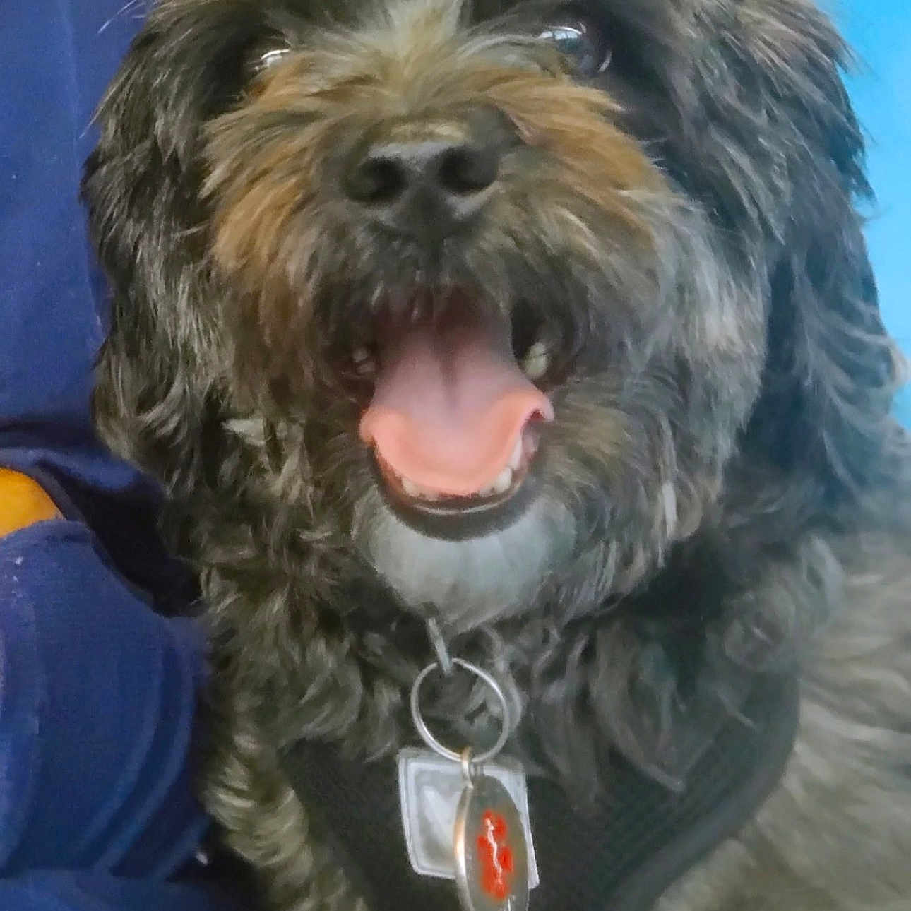Snickers is registered to the contest to win money with this photo: dog, pet, shaggy_dog, curly_fur, black_fur, brown_fur, white_chest, open_mouth, tongue, happy, smiling, portrait, close_up, collar, dog_tag, indoor, blue_background, seated, fluffy, animal
