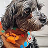 Snickers joined the competition — help win amazing prizes! dog, shaggy_dog, close_up, portrait, brown_fur, gray_fur, black_nose, brown_eyes, long_hair, floppy_ears, bandana, medal, collar, colorful_clothing, stars, polka_dots, indoors, pet, animal, cute