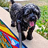 Snickers is registered to the contest to win money with this photo: dog, black_dog, shaggy_dog, curly_fur, tongue_out, pet, leash, collar, dog_tag, standing, outdoor, patio, garden, landscaping, stone_wall, grass, plants, colorful_art, portrait, happy