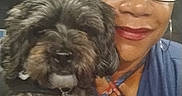 Snickers is registered to the contest to win money with this photo: woman, dog, selfie, portrait, glasses, blue_clothing, curly_hair, fluffy_fur, pet, companion, indoors, close_up, smiling, red_lipstick, collar, tag, sitting, shoulder, window, photography