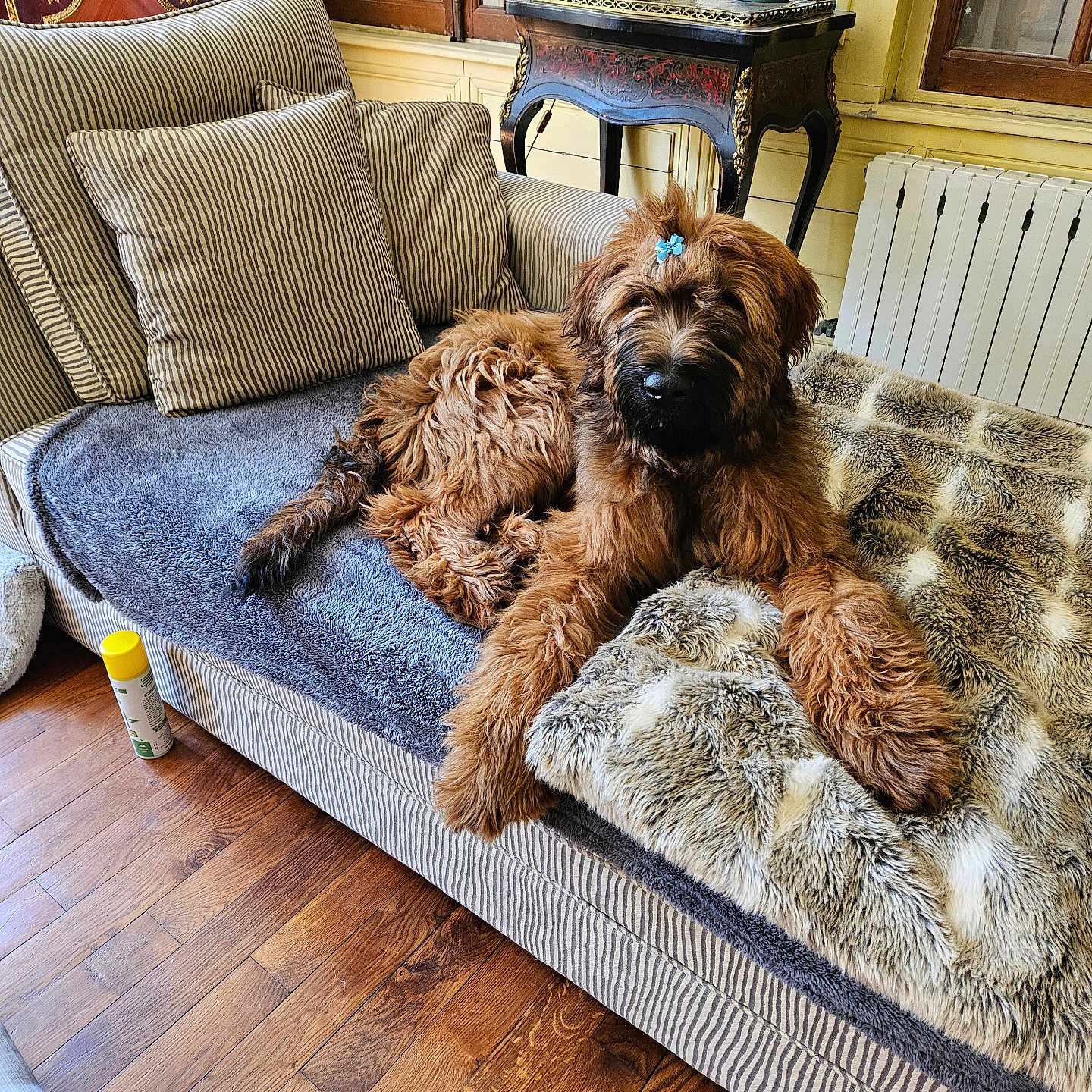Aston participe au concours pour gagner de l'argent avec cette photo : blanket, brown, comfort, couch, cozy, decor, dog, flower_clip, fluffy, fur, home, indoor, living_room, pet, radiator, relaxed, striped_pillows, vintage_furniture, window, wooden_floor