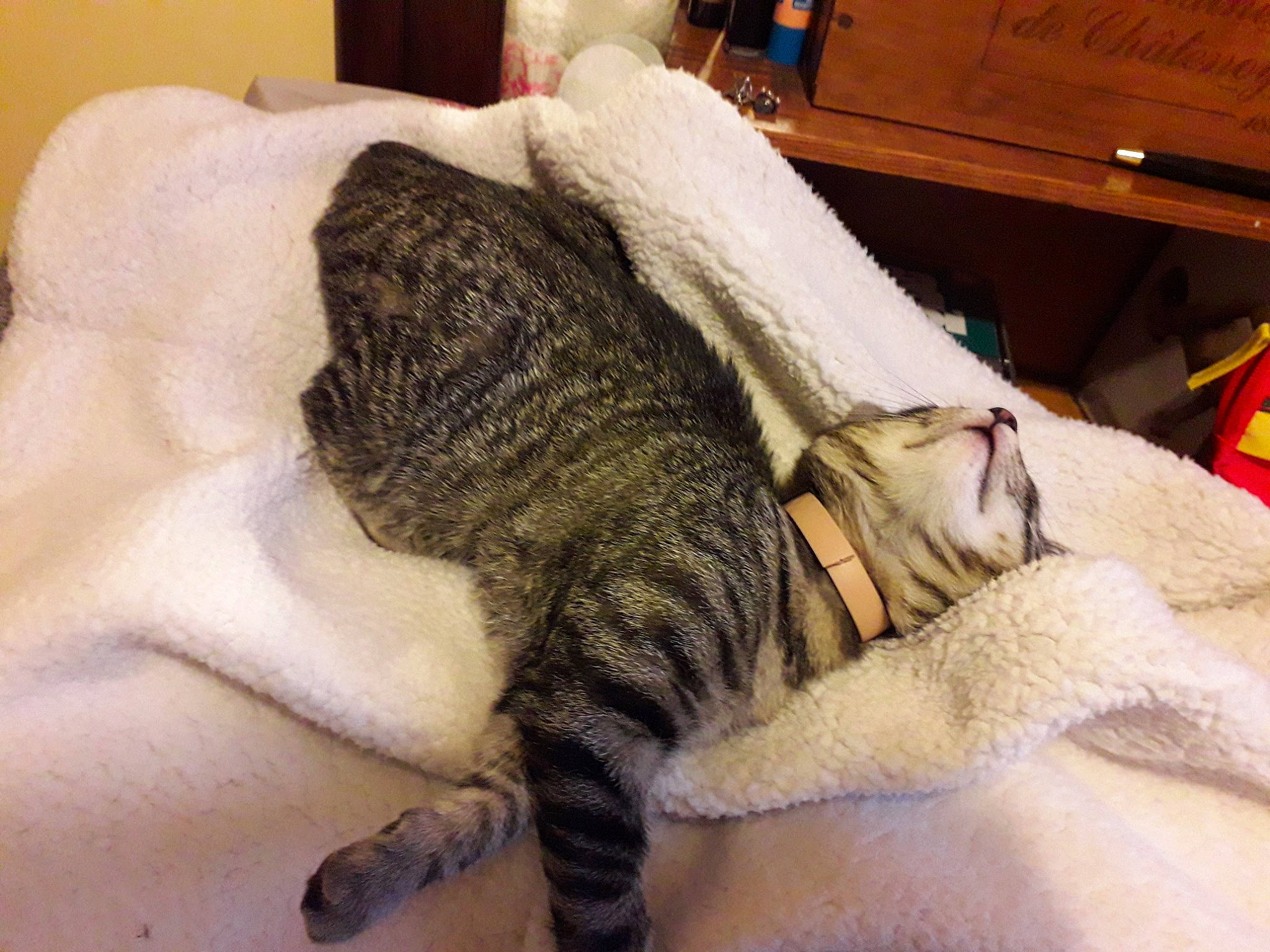 Pupuce participe au concours pour gagner de l'argent avec cette photo : bed, cabinetry, carnivore, cat, claw, comfort, domestic_short_haired_cat, fawn, felidae, flooring, fur, grey, human_leg, linens, room, small_to_medium_sized_cats, snout, tail, whiskers, wood