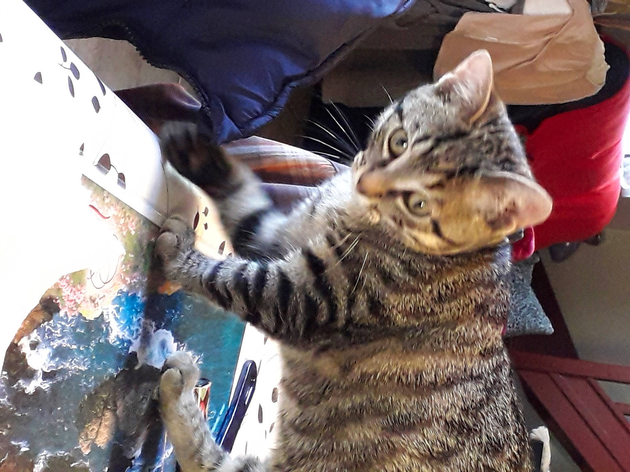 Pupuce participe au concours pour gagner de l'argent avec cette photo : carnivore, cat, claw, comfort, domestic_short_haired_cat, felidae, fur, paw, small_to_medium_sized_cats, snout, tail, terrestrial_animal, whiskers, wildlife