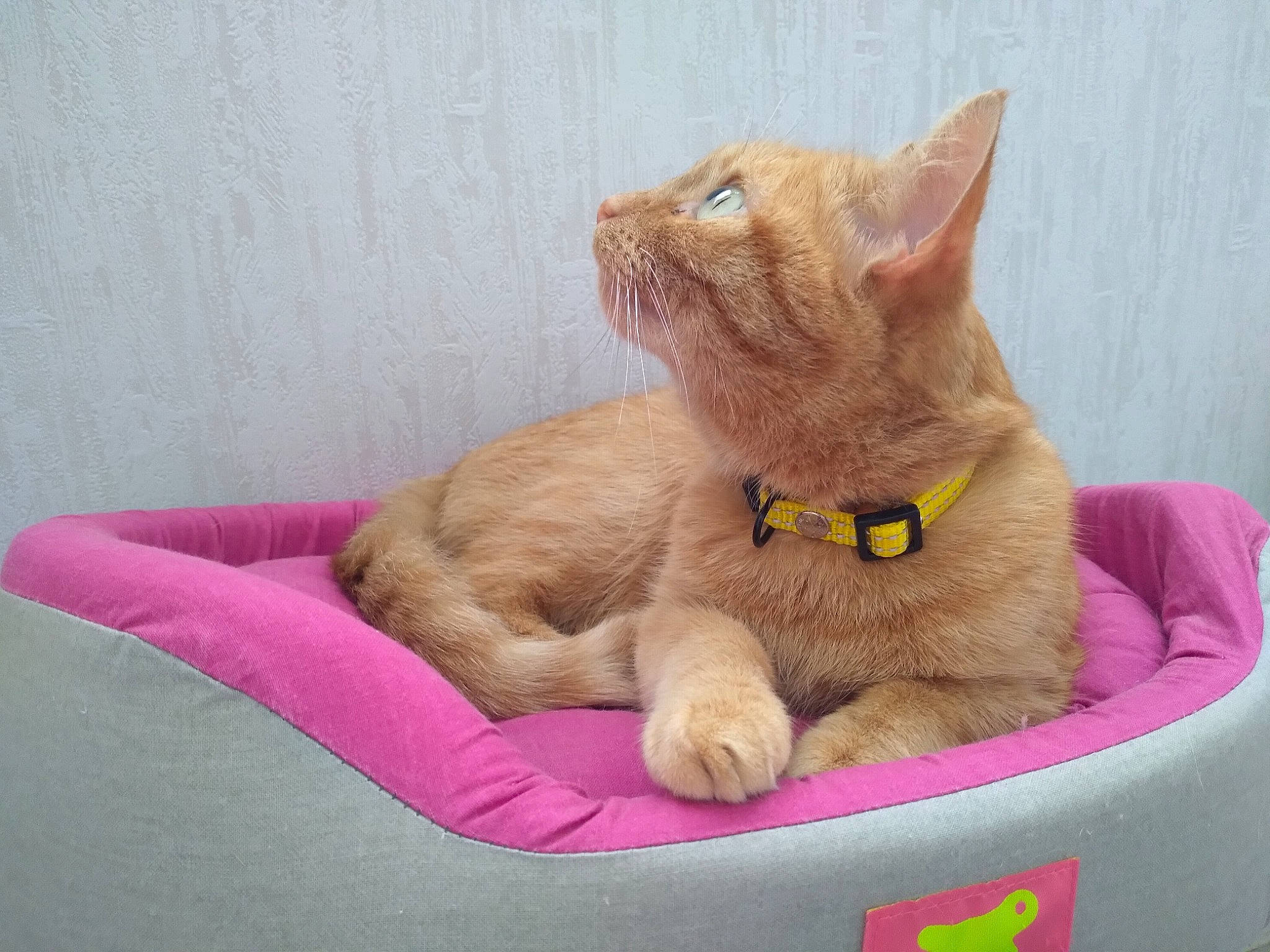 Camelle participe au concours pour gagner de l'argent avec cette photo : carnivore, cat, cat_supply, comfort, domestic_short_haired_cat, fawn, felidae, magenta, paw, pet_supply, small_to_medium_sized_cats, whiskers