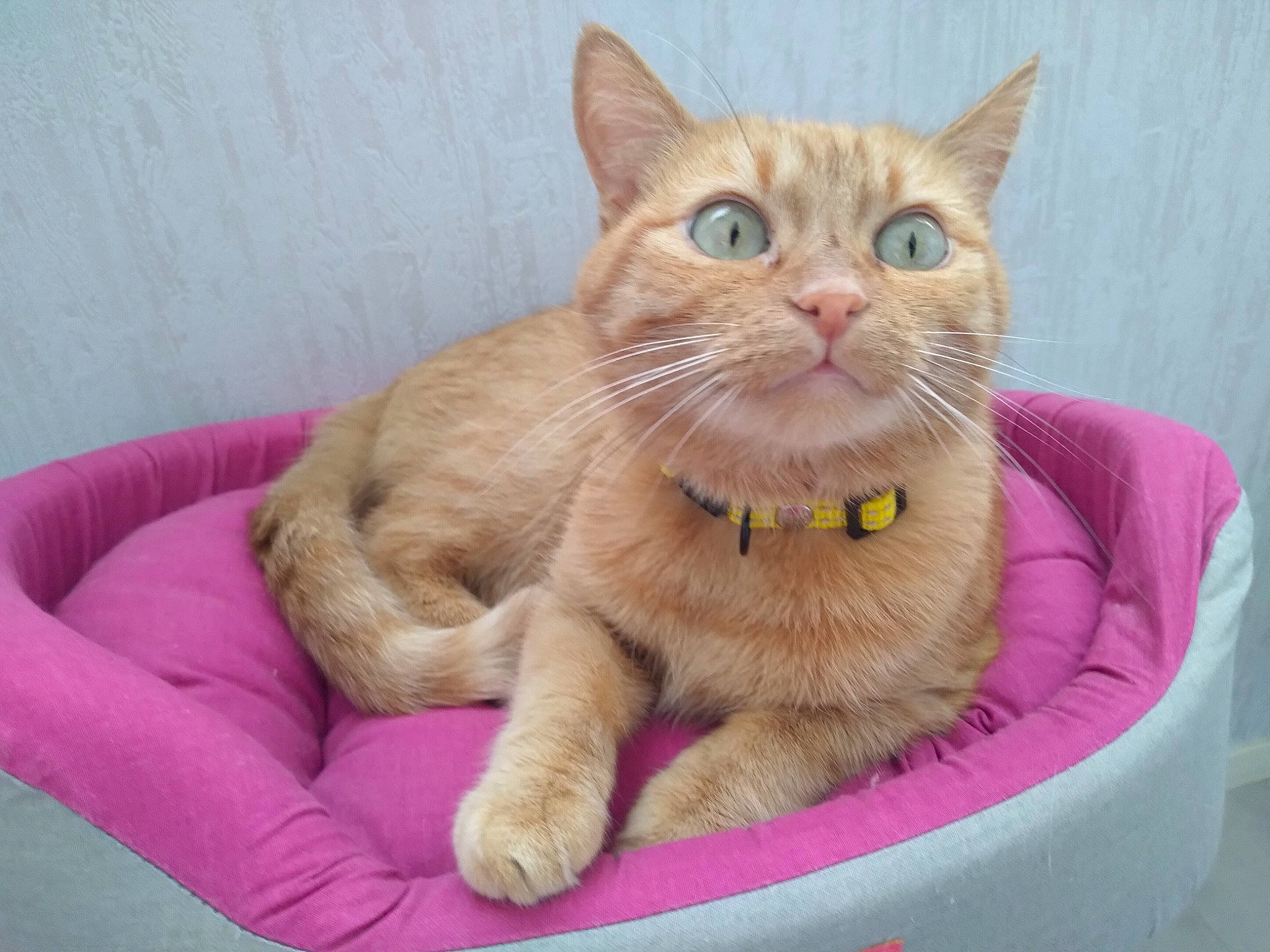 Camelle a rejoint le concours — aidez-le/la à gagner de superbes lots ! carnivore, cat, cat_furniture, cat_supply, claw, collar, comfort, domestic_short_haired_cat, fang, fawn, felidae, fur, magenta, paw, pet_supply, pink, small_to_medium_sized_cats, snout, tail, whiskers