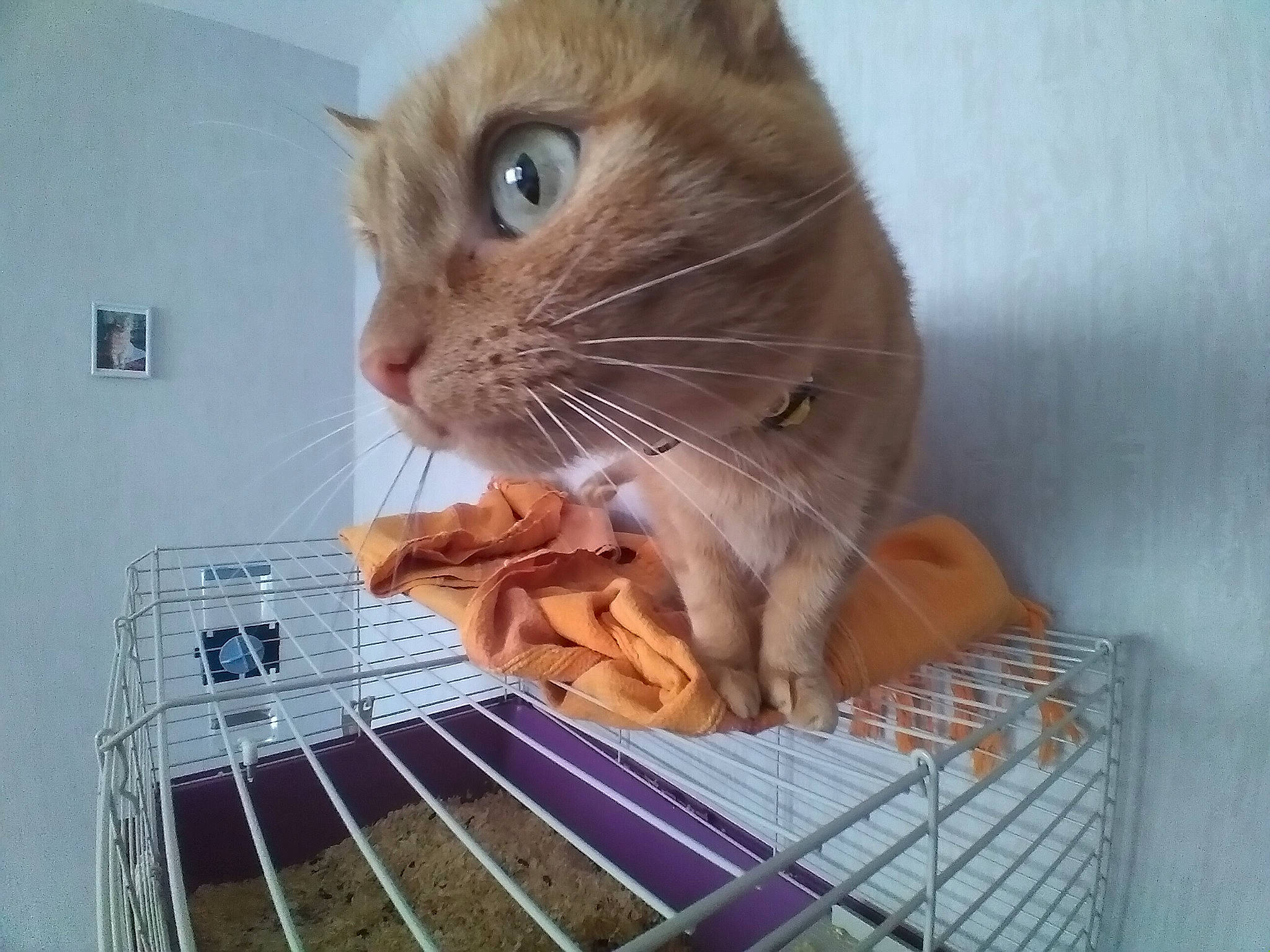 Camelle participe au concours pour gagner de l'argent avec cette photo : animal_shelter, cage, carnivore, cat, cat_supply, claw, comfort_food, domestic_short_haired_cat, felidae, food, fur, guitar_accessory, musical_instrument, paw, pet_supply, service, small_to_medium_sized_cats, steel, tail, whiskers