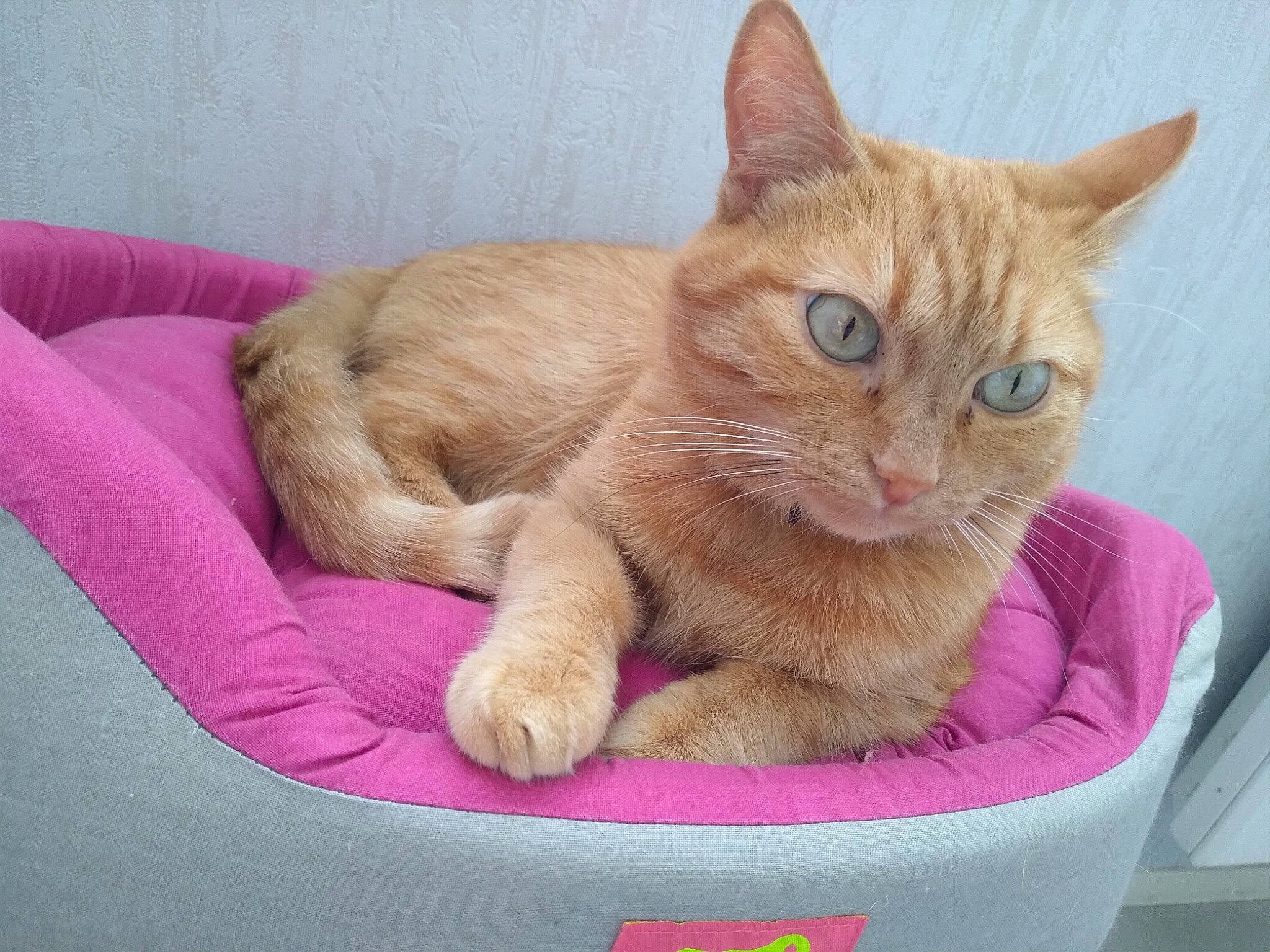 Camelle a rejoint le concours — aidez-le/la à gagner de superbes lots ! box, carnivore, cat, cat_supply, claw, comfort, domestic_short_haired_cat, fawn, felidae, foot, fur, paw, pet_supply, sitting, small_to_medium_sized_cats, snout, tail, whiskers