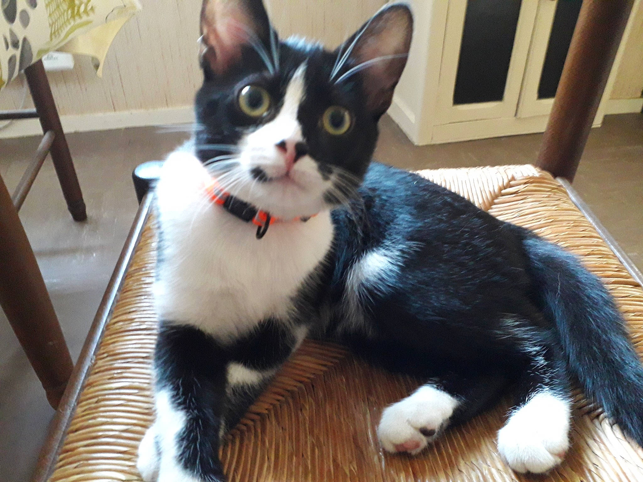 Prune participe au concours pour gagner de l'argent avec cette photo : carnivore, cat, claw, comfort, domestic_short_haired_cat, door, felidae, flooring, foot, formal_wear, fur, hardwood, paw, plant, small_to_medium_sized_cats, snout, tail, terrestrial_animal, whiskers, wood