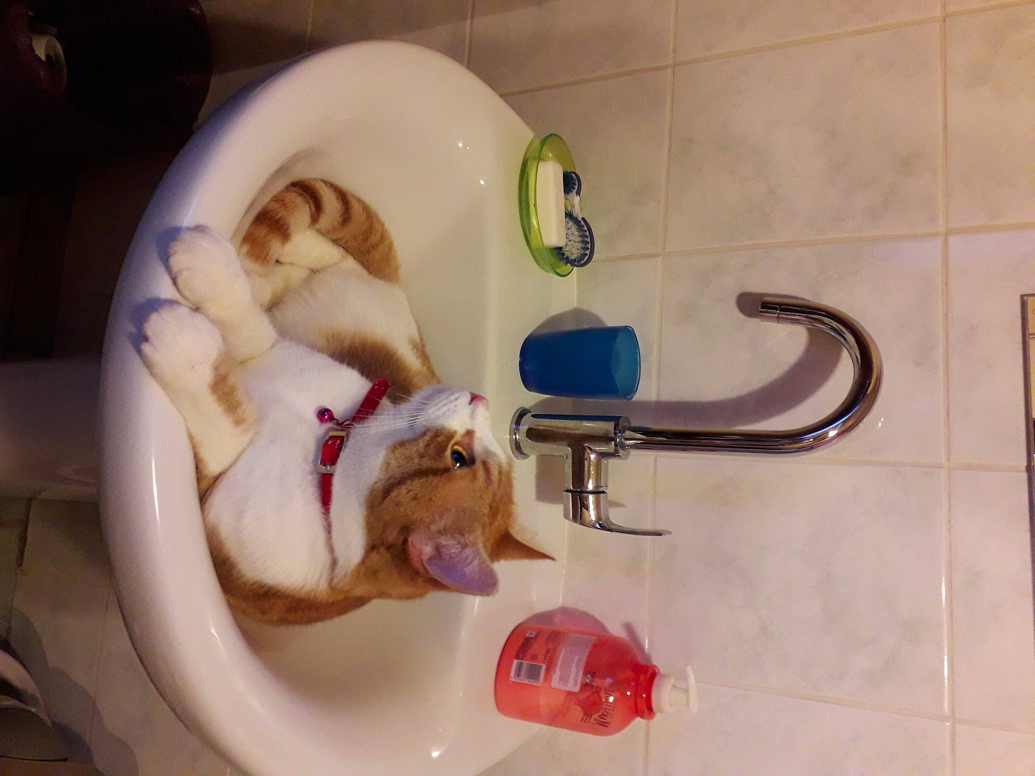 Tarzan participe au concours pour gagner de l'argent avec cette photo : bathing, bathroom, carnivore, child, comfort, companion_dog, fawn, flooring, foot, fun, gas, household_supply, jaw, plumbing, plumbing_fitting, plumbing_fixture, tail, tap, toy, valve