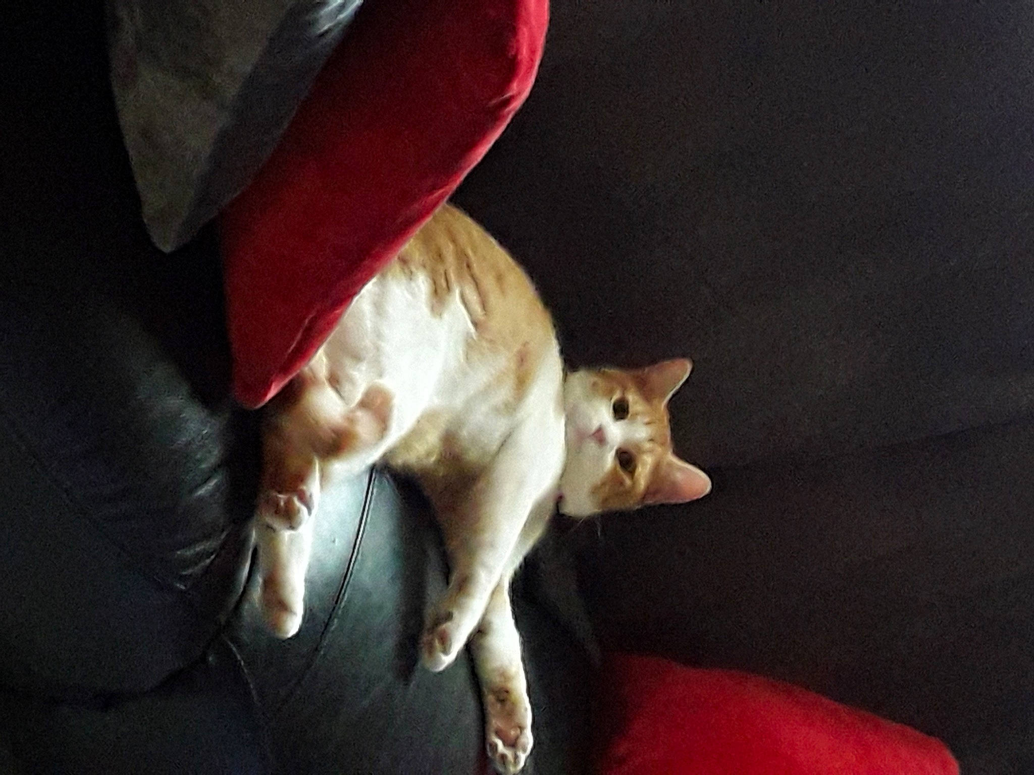 Tarzan a rejoint le concours — aidez-le/la à gagner de superbes lots ! carnivore, cat, comfort, companion_dog, dog_breed, domestic_short_haired_cat, ear, fawn, felidae, fur, gesture, hat, human_leg, nail, paw, small_to_medium_sized_cats, snout, tail, whiskers, wood