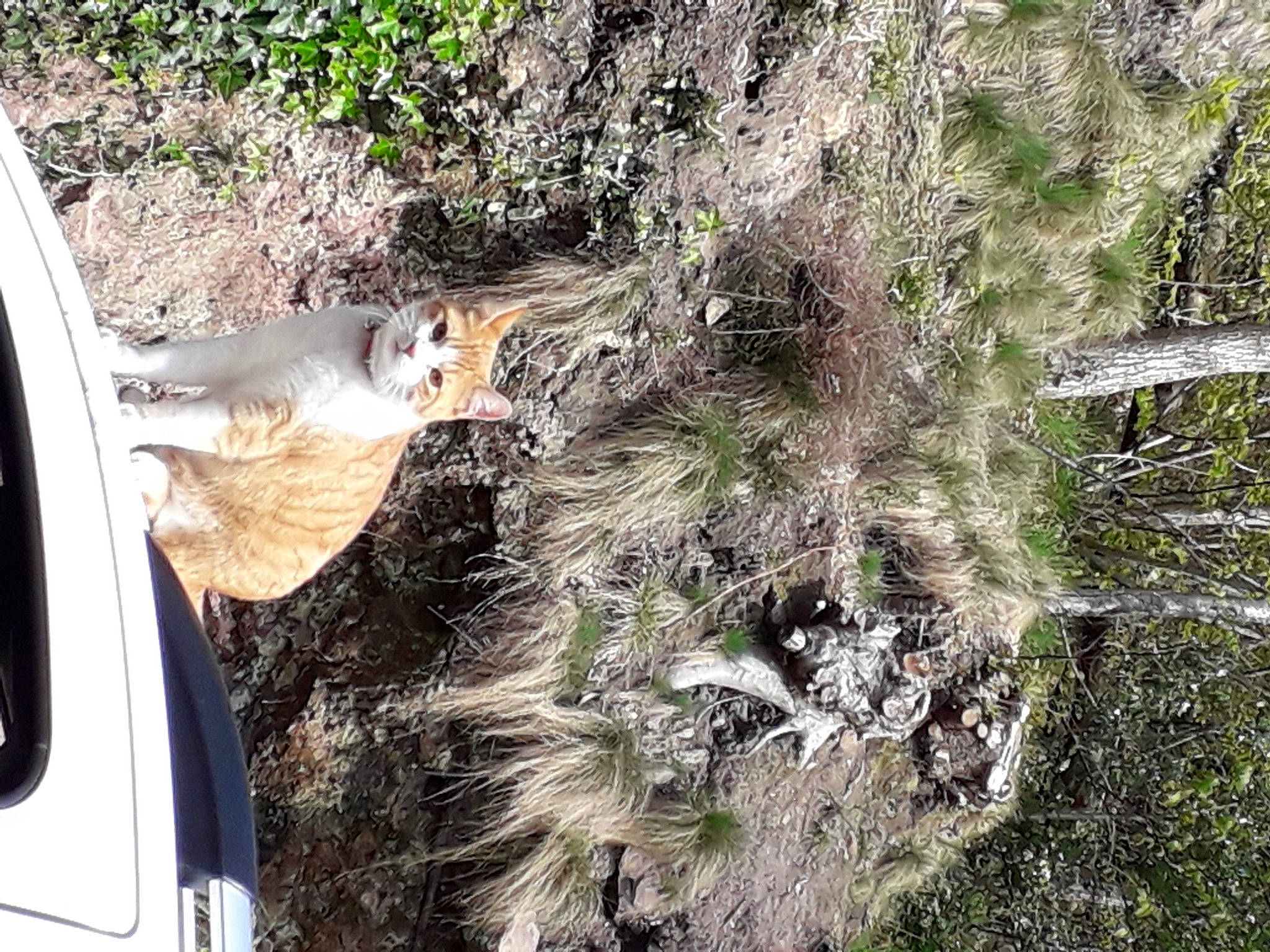 Tarzan participe au concours pour gagner de l'argent avec cette photo : automotive_exterior, car, carnivore, fawn, felidae, fender, fur, grass, groundcover, landscape, leaf, plant, sporting_group, tree, trunk, twig, vehicle, vehicle_door, wood, woody_plant