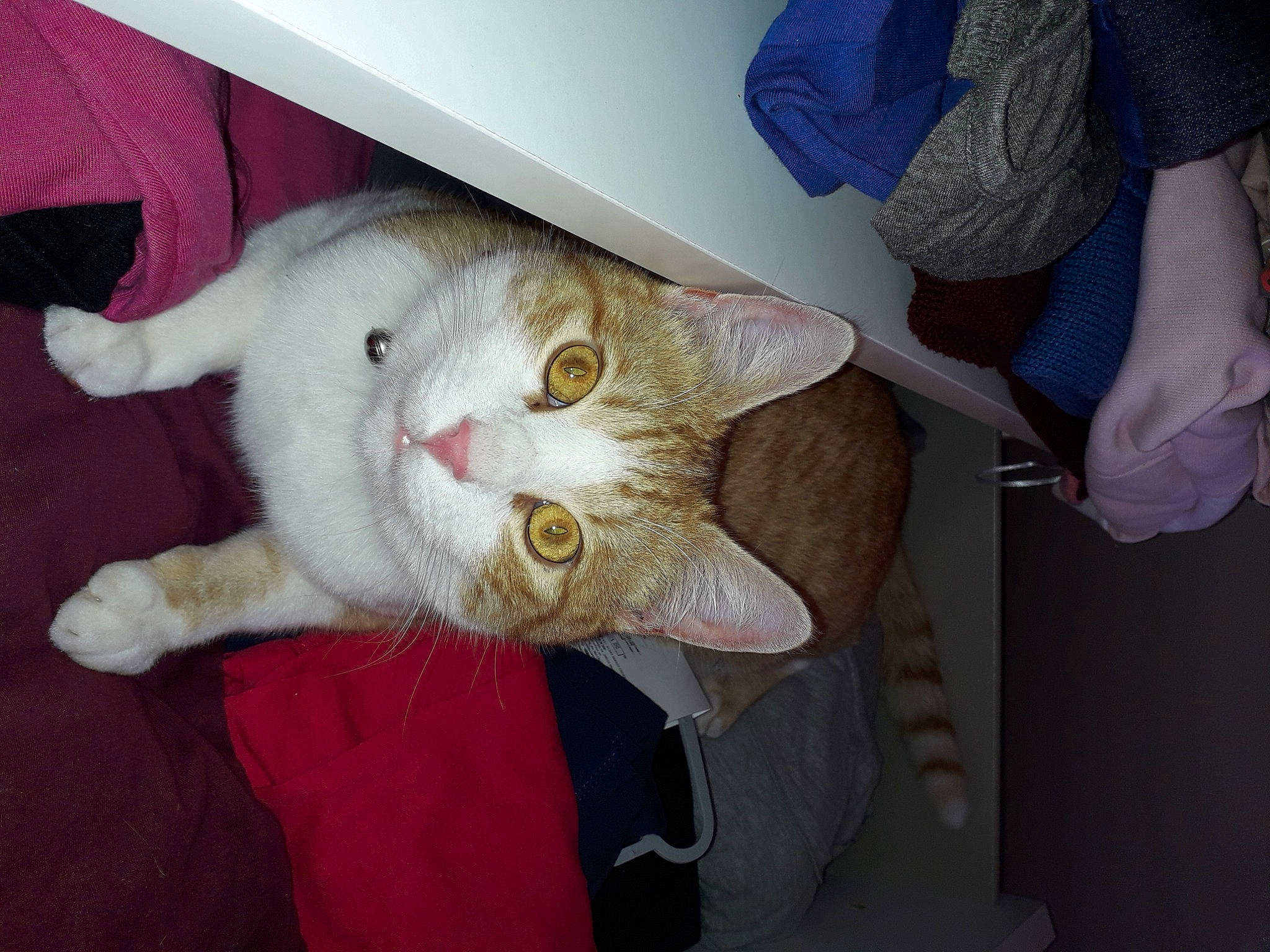 Tarzan a rejoint le concours — aidez-le/la à gagner de superbes lots ! carnivore, cat, claw, comfort, domestic_short_haired_cat, ear, fawn, felidae, fur, jaw, lap, paw, small_to_medium_sized_cats, snout, tail, whiskers