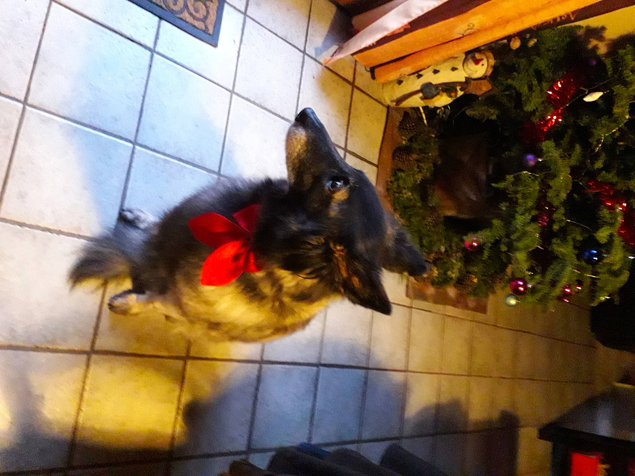 Rexanne a rejoint le concours — aidez-le/la à gagner de superbes lots ! carnivore, christmas_decoration, christmas_tree, companion_dog, dog, dog_breed, dog_supply, event, fawn, felidae, fictional_character, flooring, fur, holiday_ornament, ornament, small_to_medium_sized_cats, snout, sporting_group, tail, wood