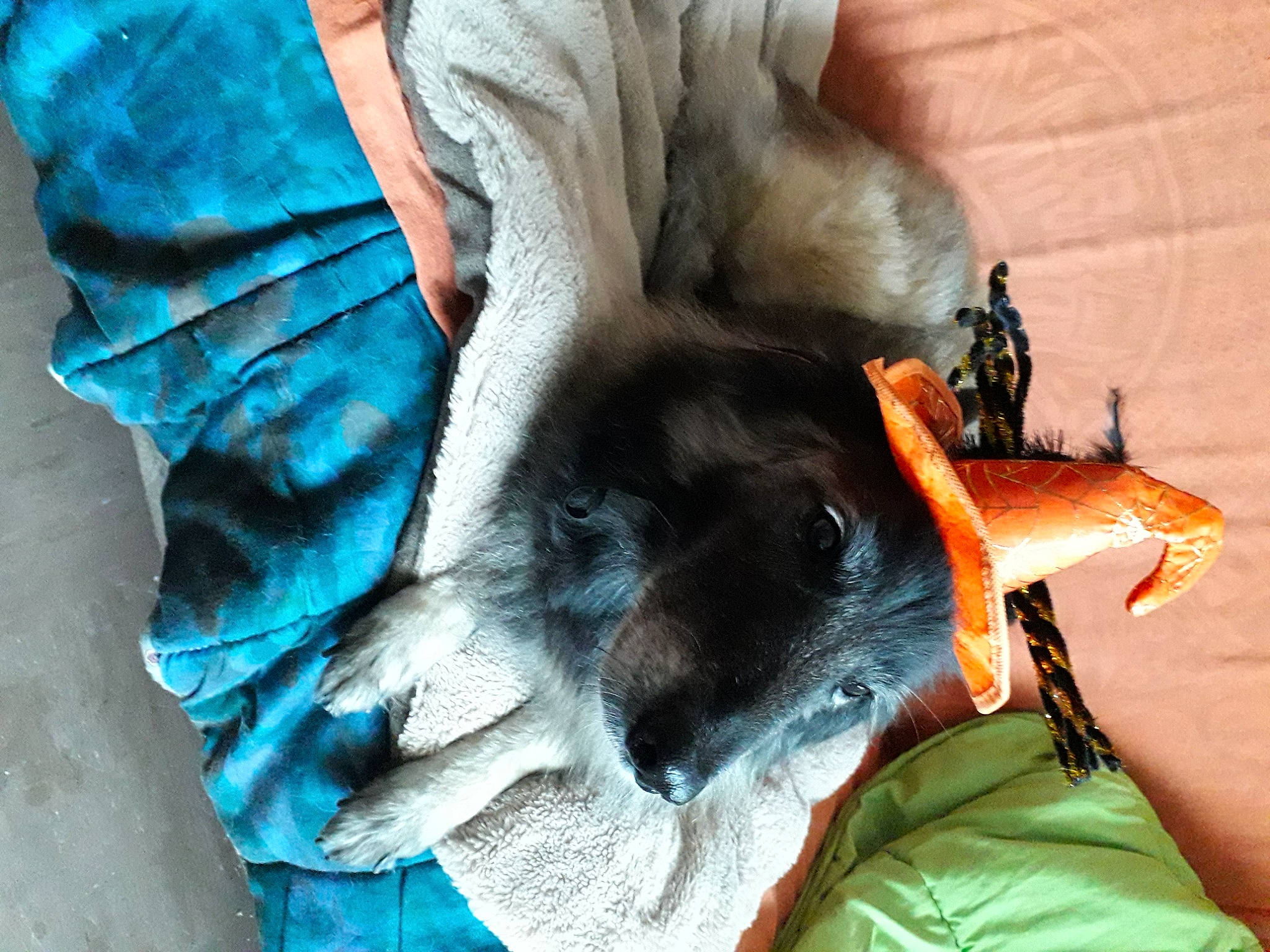 Rexanne a rejoint le concours — aidez-le/la à gagner de superbes lots ! canidae, claw, companion_dog, dog_breed, electric_blue, fashion_accessory, feather, fur, hair_coloring, human_leg, nail, paw, sporting_group, sunglasses, tail, tree, wing, wrist