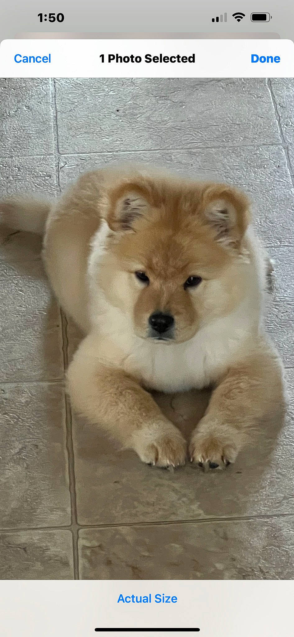 Gigi is registered to the contest to win money with this photo: ancient_dog_breeds, canidae, carnivore, companion_dog, dog, dog_breed, fawn, fur, german_spitz, german_spitz_klein, liver, non_sporting_group, snout, spitz, sporting_group, terrestrial_animal, toy_dog, volpino_italiano, whiskers, working_animal