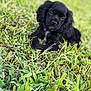 Rue is registered to the contest to win money with this photo: puppy, dog, black_dog, grass, outdoor, nature, collar, pet, animal, cute, young_dog, lying_down, green_grass, fur, canine, portrait, summer, daylight, close_up, relaxed
