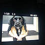 Rue joined the competition — help win amazing prizes! dog, black_dog, wet_fur, collar, pet, animal, portrait, close_up, outdoor, canine, fur, looking, eyes, camera_screen, photography, blurred_background, expression, nose, whiskers, animal_portrait