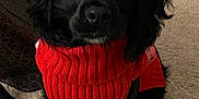 Rue is registered to the contest to win money with this photo: dog, black_dog, red_sweater, carpet, indoors, pet, sitting, cute, knitwear, animal, domestic_animal, looking_at_camera, fur, companion, portrait, friendly, canine, household, floor, cozy