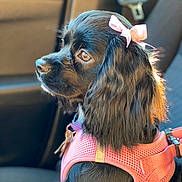 Rue joined the competition — help win amazing prizes! dog, black_dog, pet, car, car_seat, harness, pink_harness, bow, pink_bow, sunlight, side_profile, cute, animal, domestic_animal, fur, long_ears, sitting, indoors, close_up, portrait