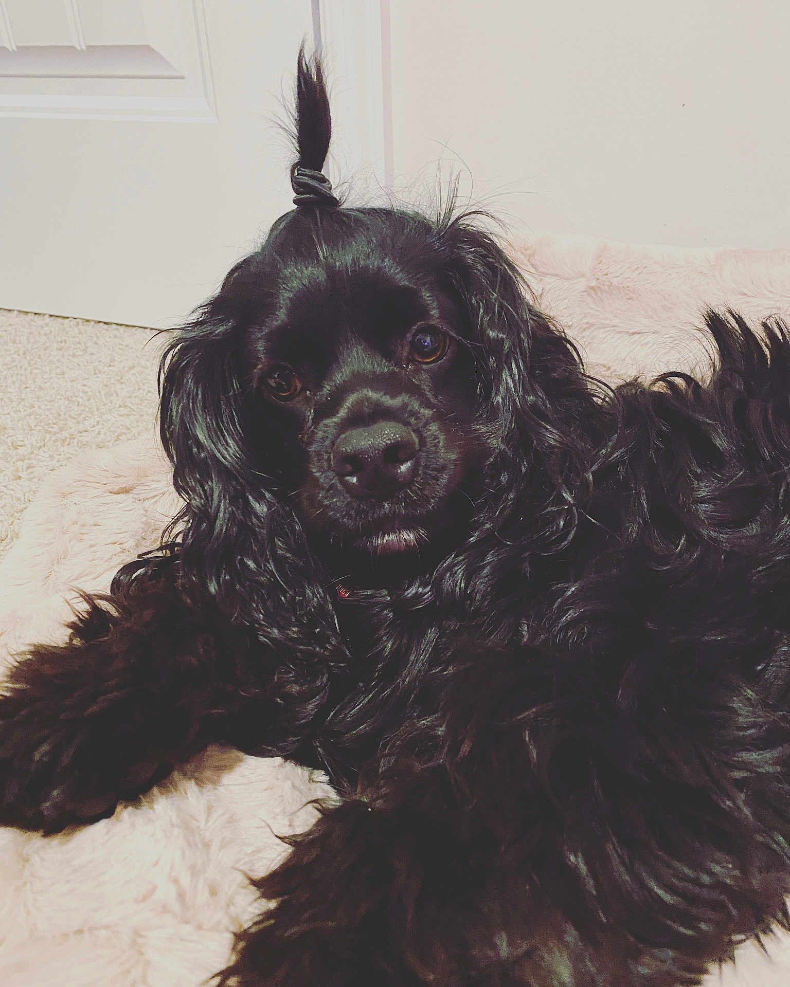 Rue is registered to the contest to win money with this photo: dog, black_dog, fluffy, long_hair, pet, animal, indoors, blanket, carpet, cute, portrait, lying_down, fur, face, ears, nose, paw, relaxed, domestic_animal, companion