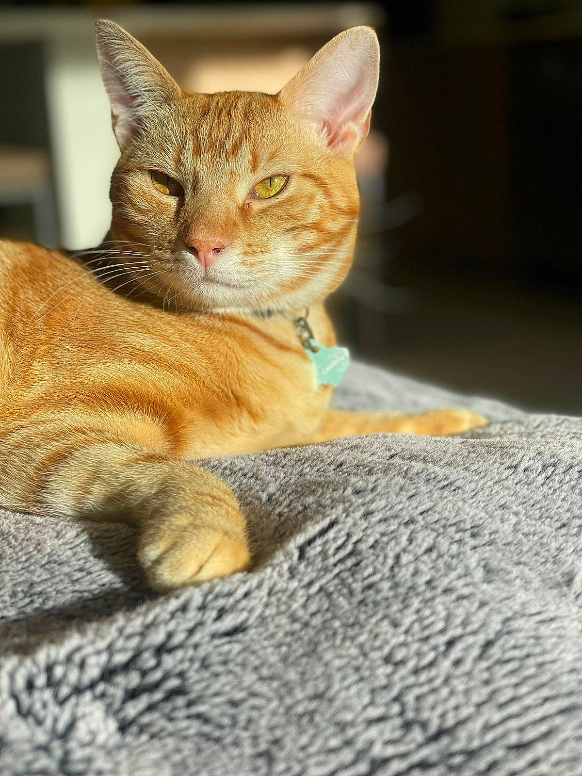 Camilo is registered to the contest to win money with this photo: carnivore, cat, claw, comfort, domestic_short_haired_cat, fawn, felidae, foot, fur, paw, sitting, small_to_medium_sized_cats, snout, tail, terrestrial_animal, whiskers, wildlife