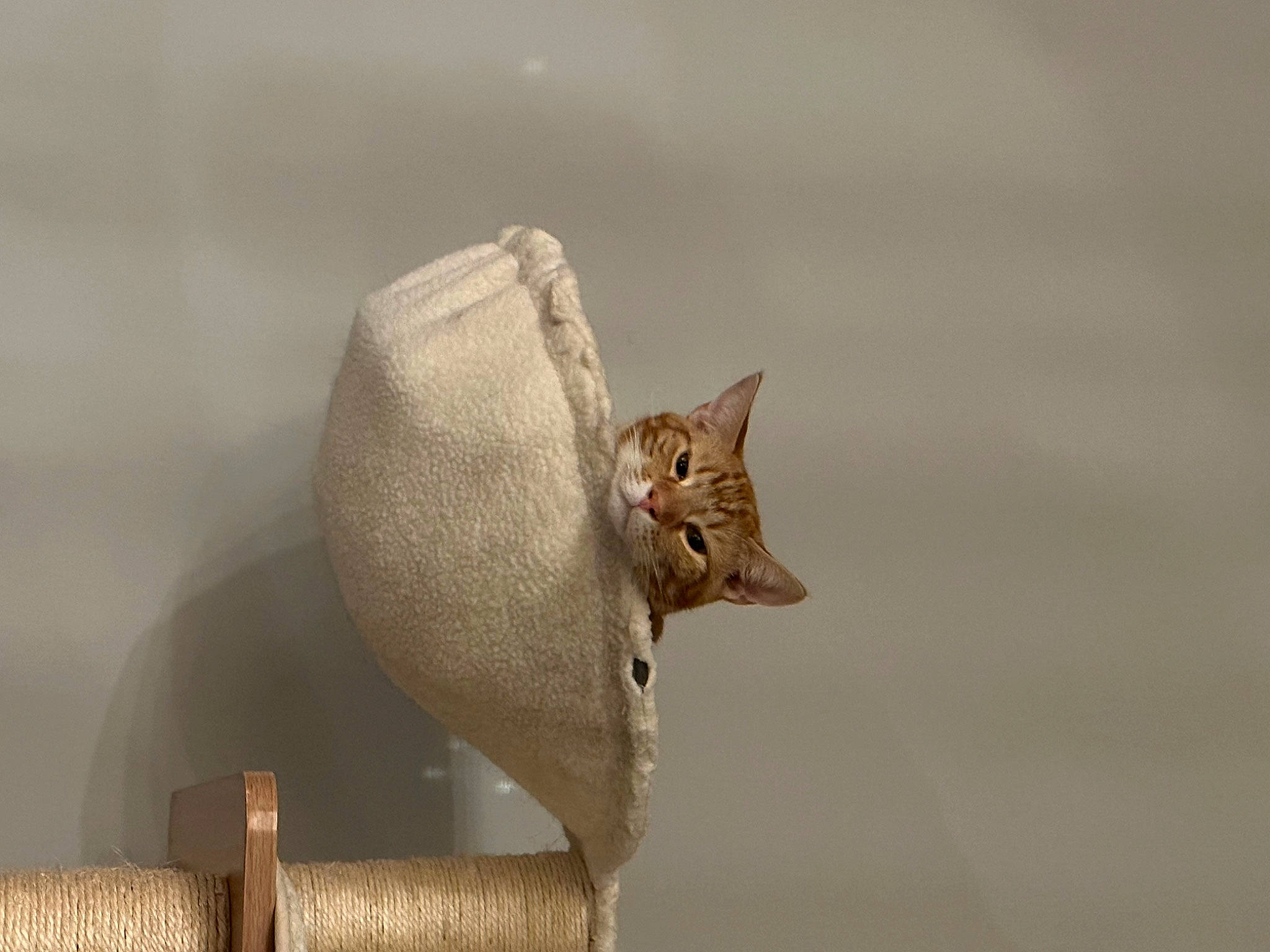 Camilo joined the competition — help win amazing prizes! art, beige, cat, domestic_short_haired_cat, fashion_accessory, fawn, felidae, metal, sculpture, small_to_medium_sized_cats, snout, still_life, still_life_photography, tail, terrestrial_animal, whiskers, wicker, wood