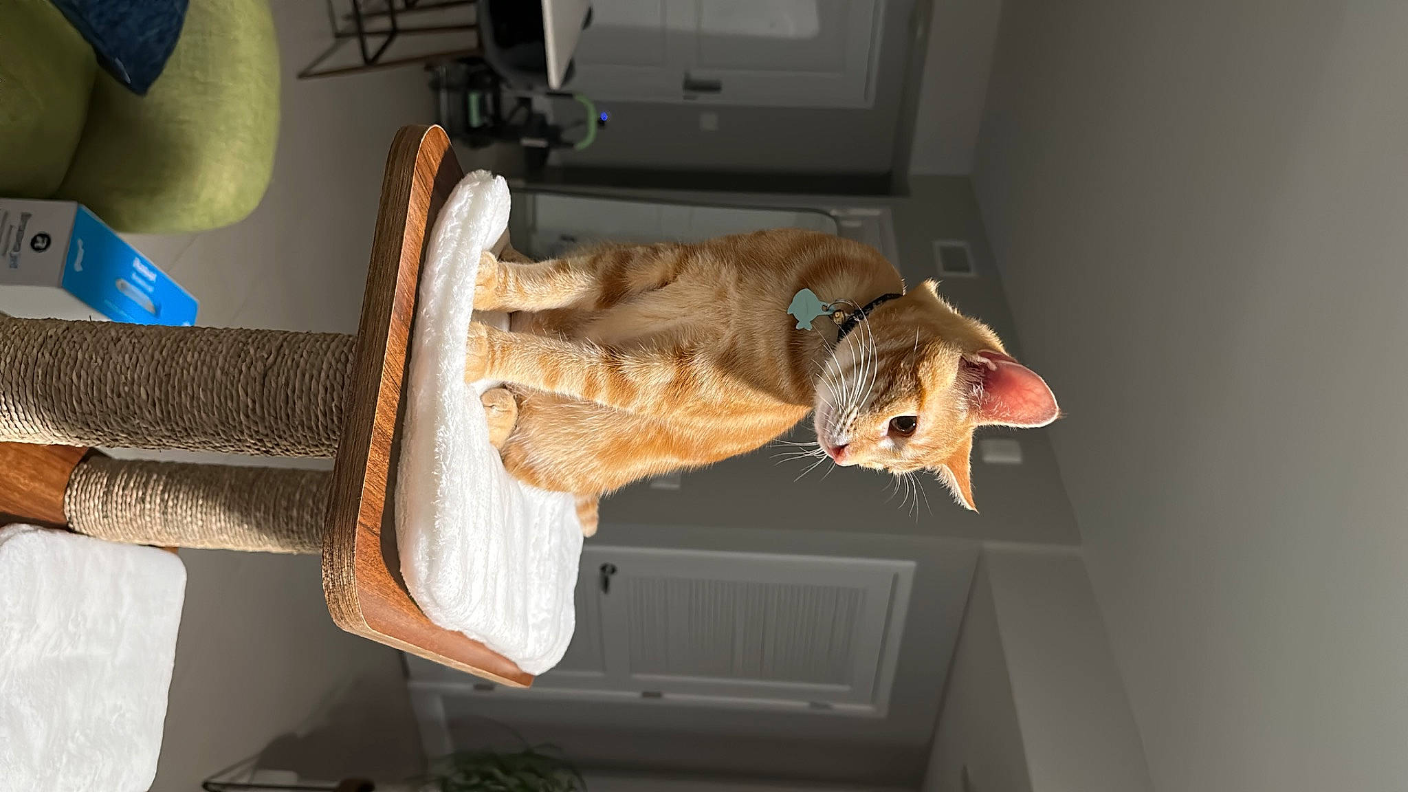 Camilo is registered to the contest to win money with this photo: canidae, carnivore, claw, companion_dog, dog, dog_breed, domestic_short_haired_cat, fawn, felidae, fur, room, small_to_medium_sized_cats, snout, sporting_group, tail, vehicle, whiskers, wood