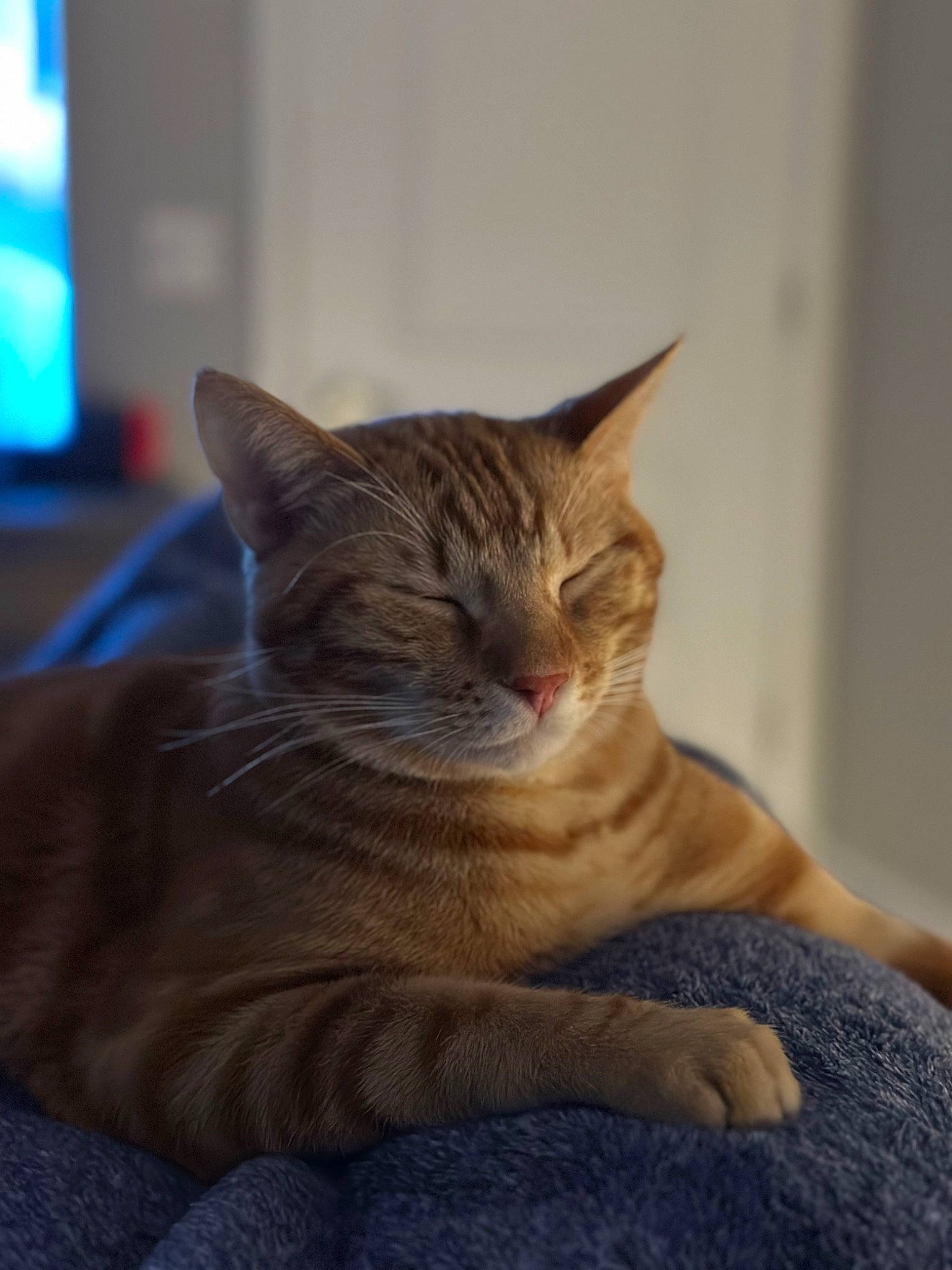 Camilo is registered to the contest to win money with this photo: carnivore, cat, comfort, domestic_short_haired_cat, fawn, felidae, fur, grey, paw, sitting, small_to_medium_sized_cats, snout, tail, terrestrial_animal, whiskers, wildlife