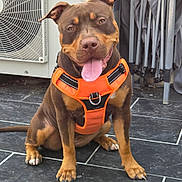 Bella a rejoint le concours — aidez-le/la à gagner de superbes lots ! dog, pet, canine, orange_harness, sitting, tongue_out, happy, friendly, floor, tile, air_conditioner, outdoor, brown_dog, medium_size, ears_up, paw, leash_attachment, background, domestic, companion