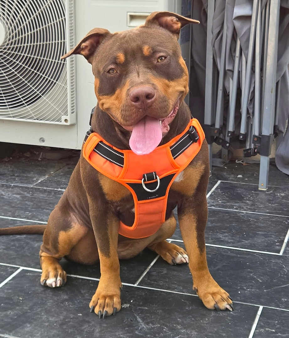Bella
