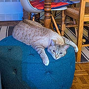 Gohan a rejoint le concours — aidez-le/la à gagner de superbes lots ! blue, cat, chair, cozy, curious, cushion, domestic_animal, floor, furniture, home, indoor, living_room, mammal, ottoman, paw, pet, relaxed, striped, tabby, wooden_floor