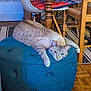 blue, cat, chair, cozy, curious, cushion, domestic_animal, floor, furniture, home, indoor, living_room, mammal, ottoman, paw, pet, relaxed, striped, tabby, wooden_floor