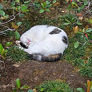 Bird joined the competition — help win amazing prizes! animal, black_patches, bushes, cat, cozy, curled_up, fur, greenery, ground, leafy, nature, outdoor, peaceful, pet, plants, relaxed, sleeping, small_bush, whiskers, white_cat