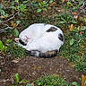 animal, black_patches, bushes, cat, cozy, curled_up, fur, greenery, ground, leafy, nature, outdoor, peaceful, pet, plants, relaxed, sleeping, small_bush, whiskers, white_cat