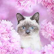 Predator a rejoint le concours — aidez-le/la à gagner de superbes lots ! adorable, animal, background, blue_eyes, bokeh, cat, close_up, cute, ears, face, feline, flower, fluffy, nature, pet, pink, portrait, soft_focus, spring, whiskers