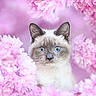 adorable, animal, background, blue_eyes, bokeh, cat, close_up, cute, ears, face, feline, flower, fluffy, nature, pet, pink, portrait, soft_focus, spring, whiskers
