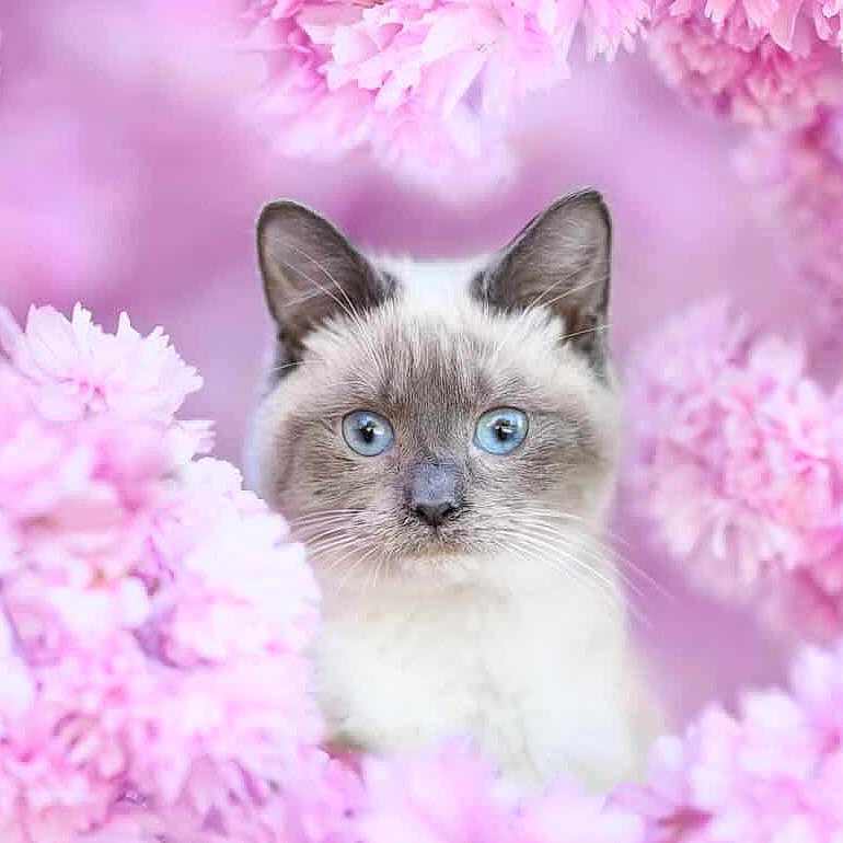 Predator a rejoint le concours — aidez-le/la à gagner de superbes lots ! adorable, animal, background, blue_eyes, bokeh, cat, close_up, cute, ears, face, feline, flower, fluffy, nature, pet, pink, portrait, soft_focus, spring, whiskers