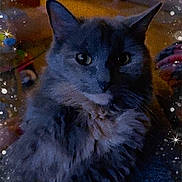 Coco is registered to the contest to win money with this photo: cat, gray_cat, fluffy, indoor, pet, animal, feline, whiskers, ears, eyes, face, fur, dim_lighting, sparkles, stars, bubbles, cozy, home, portrait, closeup