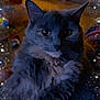 cat, gray_cat, fluffy, indoor, pet, animal, feline, whiskers, ears, eyes, face, fur, dim_lighting, sparkles, stars, bubbles, cozy, home, portrait, closeup